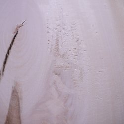 画像18: シナ耳付き板材　約15×315×755mm