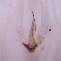 画像10: シナ耳付き板材　約15×315×755mm