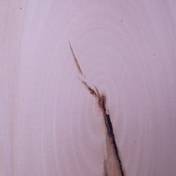 画像11: シナ耳付き板材　約15×315×755mm