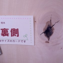 画像9: シナ耳付き板材　約15×315×755mm