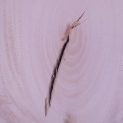 画像13: シナ耳付き板材　約15×315×755mm