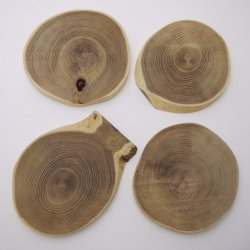 画像2: エンジュ輪切り　15-No.1000 （厚み15mm）