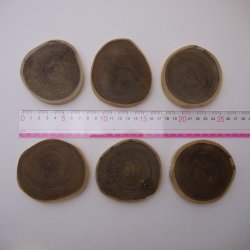 画像3: エンジュ輪切り　15-No.600 （厚み15mm）