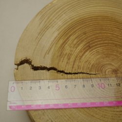 画像4: ケヤキ輪切り　60（厚み60mm）-D【WEB限定】