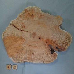 画像6: イチイ輪切り60mm厚　NO.8000-A