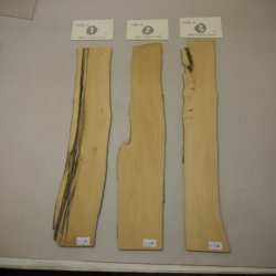 画像1: ツゲ材料　5mm厚　5－1500-[1・2・3]　【限定】