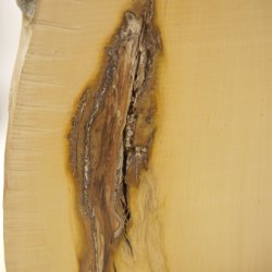 画像5: ツゲ材料　15mm厚　15－3000　【限定】