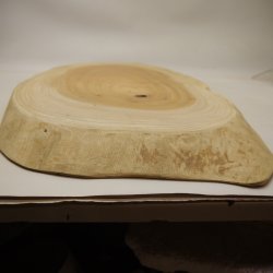 画像6: ケヤキプレート 　NO.9500